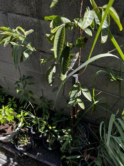 Arbol de Guayaba/ Guava Tree