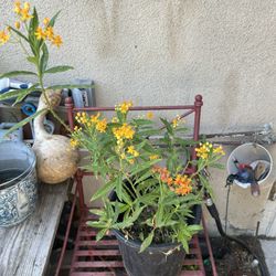 Golden Milkweed Plant 🪴 Butterflies 🦋 