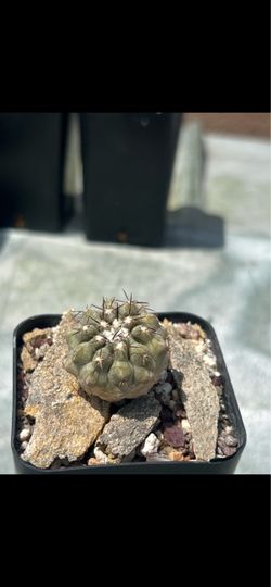 Copiapoa