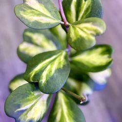 Hoya Kerrii Reverse Variegated Plants 6” Pot