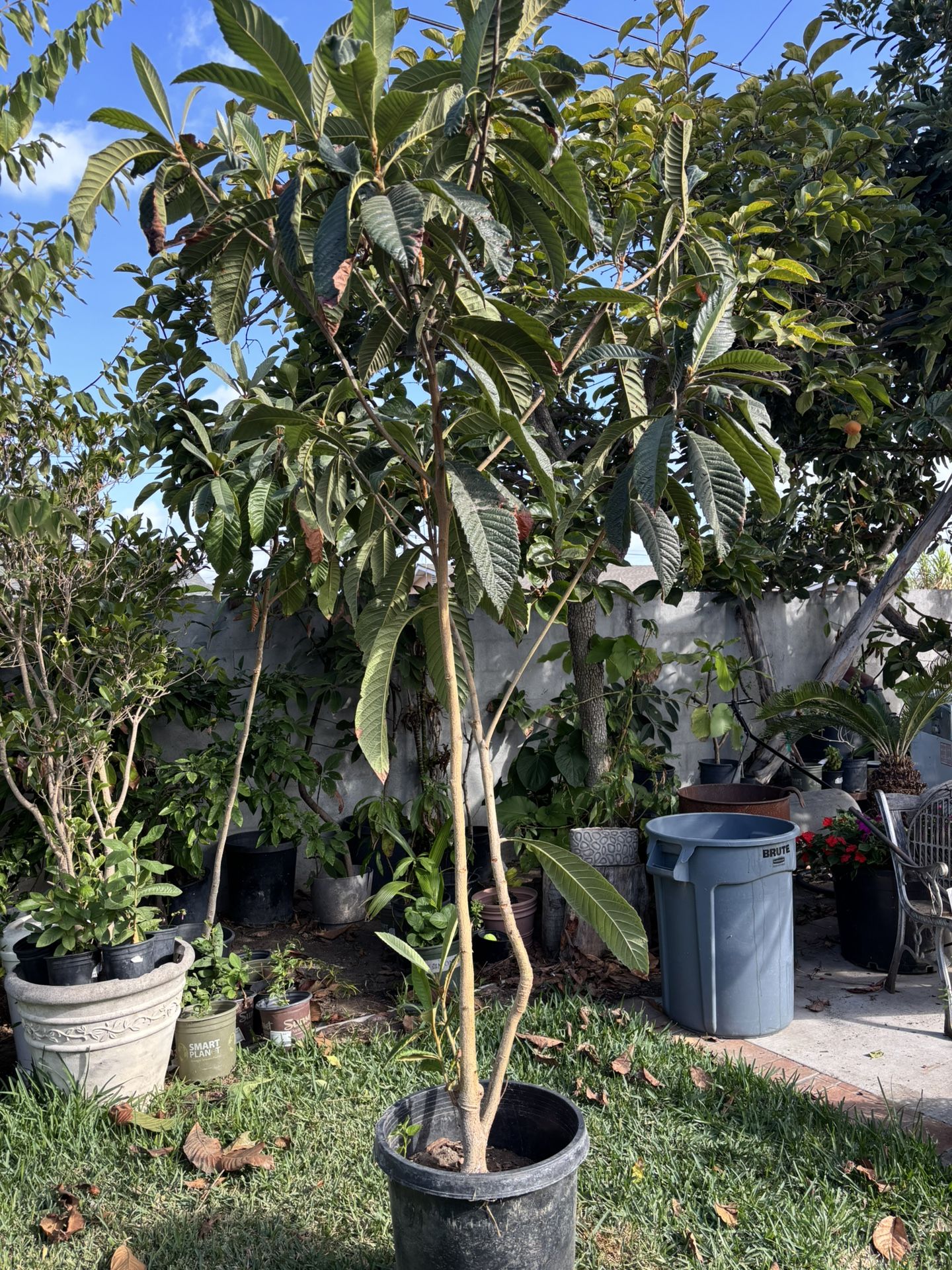 Loquat Tree