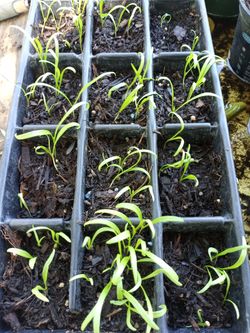 Spinach seedlings $1 each