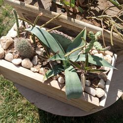 Outdoor Plants/Cacti 71ave And Grand Ave Roads