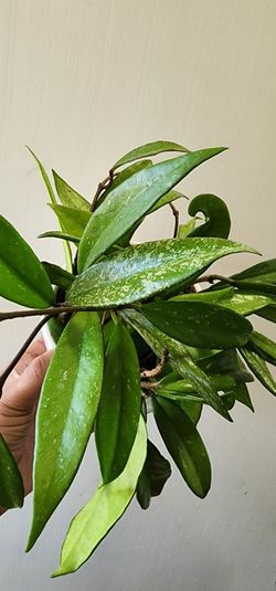 HOYA Pubicalyx