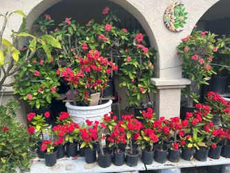 Corona De Cristo Plantas / Euphorbia Milli Plants