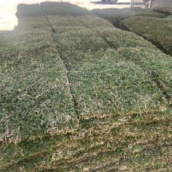 St palmmeto pallets / half pallets and by pieces