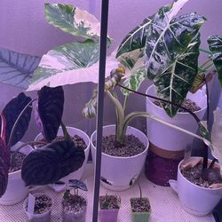 Alocasia Plant Purge