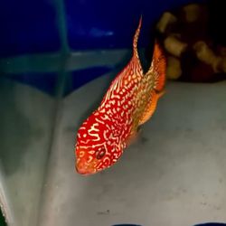 Flowerhorn Golden Base