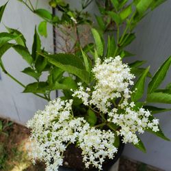 Korsor European Elderberry 3 Gal Pot (Sambucus Nigra)