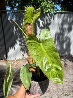 Philodendron (paraíso verde)