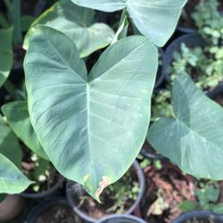 Planta Oreja De Elefante De Curación De Jardín