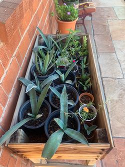 $5 each small plants