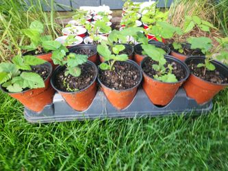 Thonless Black Raspberries Plants 3 pack