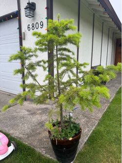 Free Pine tree
