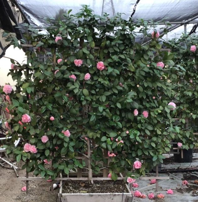 5gal ‘Debutante’ Japonica Camellia Trees