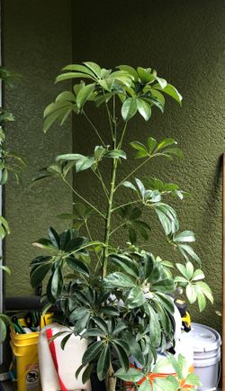 Green Trinette for sale