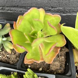 Succulents 
