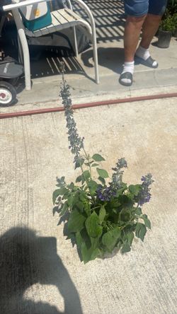 Lavender