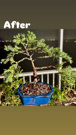 Bonsai Juniper 