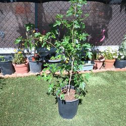 3 Year Old Mulberry Trees 4 Feet In Height 