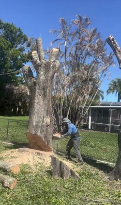 Trees, and lawns