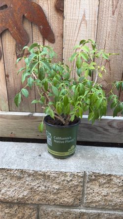 Potted White  Bower Vine, Pandoras jasminoides