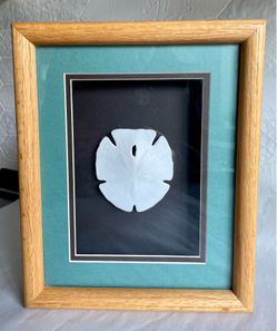 Vintage Neptune Collection Shadowbox Sand Dollar Coastal/Nautical Wall Art