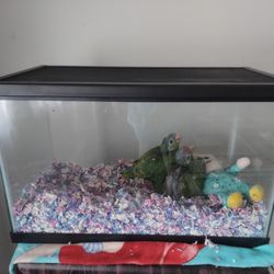 Fish Tank