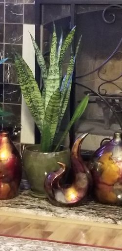 Sansevieria Laurentii Snake Plant This flower mascot home