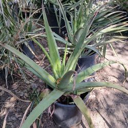 Aloe Vera 2 prices