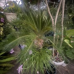 Saigon Palm