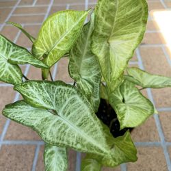 Arrowhead Plant 🪴