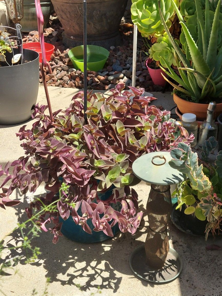 Forgot The Name Of It