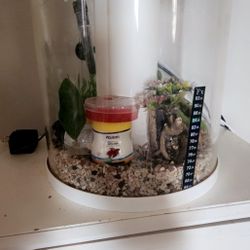 Betta Fish Tank 