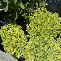 pond / koi pond water plants 