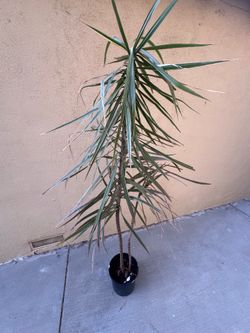 Dragon tree