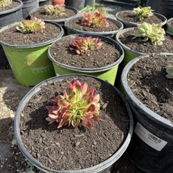 Spring Succulents Sale (Read Description)