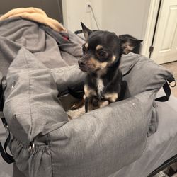 Small Dog Car Seat