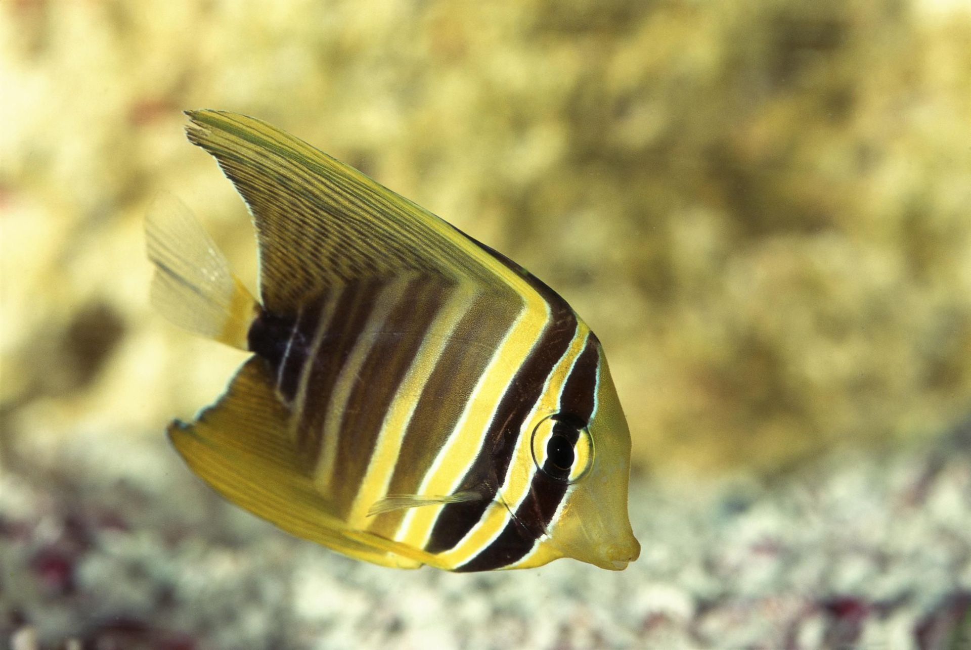 Fish Tank Sale Fin Tang