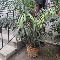 Artificial Plant