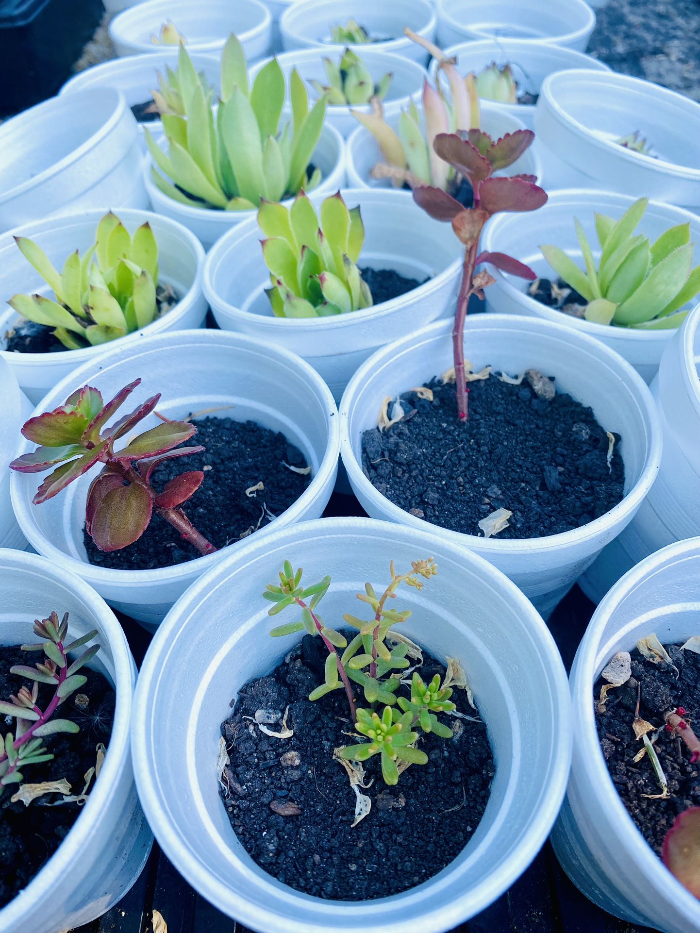 Succulent Plant Starters Starts Indoor Outdoor