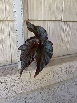 Begonia Black Magic Plant