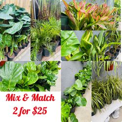 Plants (mix & match 2 for $25)