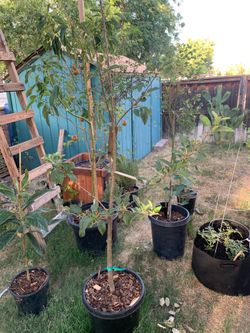 Gala apple tree 🍎
