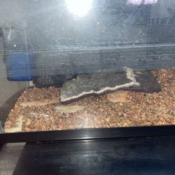 Fish Tank W/Accessories