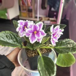 African Violet Plant In Pot Blooming Gorgeous 