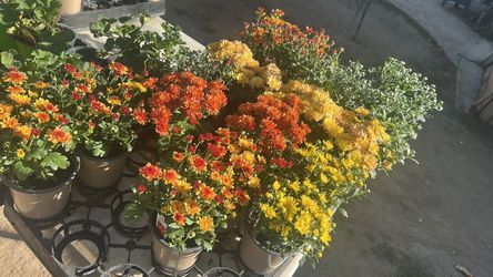 Flowers sale4$ each