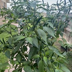 Hot Chili Plant