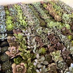 2 Inch Succulent 1.50$ Each