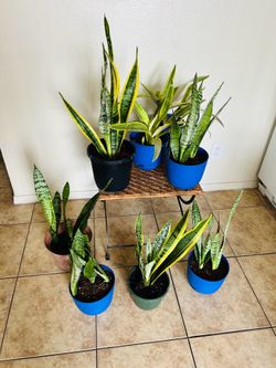 Plants for sale  snake plants 15 each